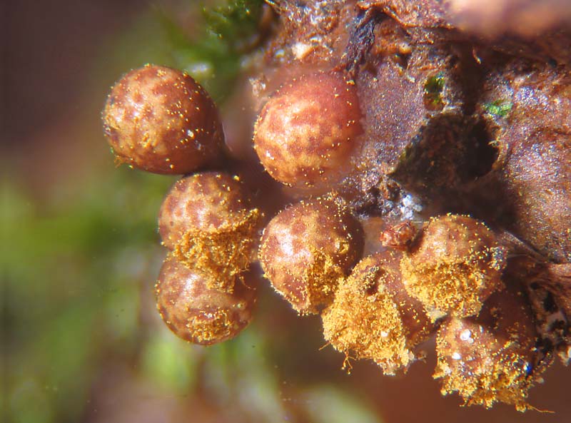 Trichia botrytis